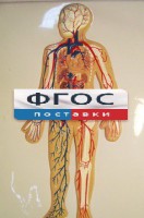 Модель барельефная "Кровеносная система человека" - fgospostavki.ru - Екатеринбург