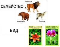 Модель-аппликация "Классификация растений и животных" (ламинированная) - fgospostavki.ru - Екатеринбург