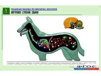 Рельефная таблица "Внутреннее строение собаки" (формат А1, матовое ламинирование) - fgospostavki.ru - Екатеринбург