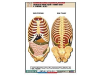 Рельефная таблица "Расположение органов грудной и брюшной полостей по отношению к скелету"(формат А1, ламинированная) - fgospostavki.ru - Екатеринбург
