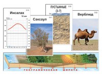 Модель-аппликация "Природные зоны" - fgospostavki.ru - Екатеринбург