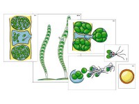 Модель-аппликация "Размножение многоклеточной водоросли" (ламинированная) - fgospostavki.ru - Екатеринбург