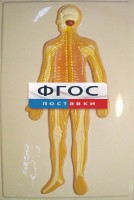 Модель барельефная "Нервная система человека" - fgospostavki.ru - Екатеринбург