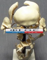Модель "Кости черепа" (смонтированный на одной подставке) - fgospostavki.ru - Екатеринбург