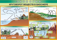 Таблица "Круговорот веществ в биосфере" (100х140 сантиметров, винил) - fgospostavki.ru - Екатеринбург