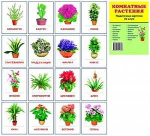 Раздаточные карточки "Комнатные растения" - fgospostavki.ru - Екатеринбург