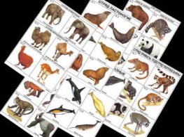 Комплект таблиц по зоологии раздаточных "Разнообразие животных. Млекопитающие." (цветные, ламинированные, А4, 16 штук) - fgospostavki.ru - Екатеринбург