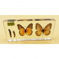 Коллекция "Развитие бабочки" в акриле (Жизненный цикл бабочки) - fgospostavki.ru - Екатеринбург