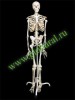 Скелет человека на роликовой подставке (170 см) - fgospostavki.ru - Екатеринбург
