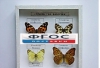 Коллекция "Семейство бабочек" - fgospostavki.ru - Екатеринбург