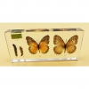 Коллекция "Развитие бабочки" в акриле (Жизненный цикл бабочки) - fgospostavki.ru - Екатеринбург