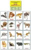 Раздаточные карточки "Дикие животные (2)" - «ФГОС Поставки»