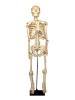 Скелет человека на штативе (85 сантиметров) - fgospostavki.ru - Екатеринбург