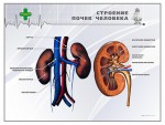 Стенд "Строение почки человека" - fgospostavki.ru - Екатеринбург