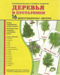 Демонстрационные карточки "Деревья и кустарники" - fgospostavki.ru - Екатеринбург