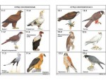 Комплект таблиц по зоологии раздаточных "Разнообразие животных. Птицы." (цветные, ламинированные, А4, 16 штук) - fgospostavki.ru - Екатеринбург