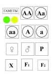 Модель-аппликация Моногибридное скрещивание и  его цитологические основы - fgospostavki.ru - Екатеринбург