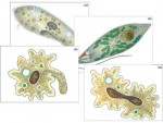 Модель-аппликация "Строение и разнообразие простейших" (ламинированная) - fgospostavki.ru - Екатеринбург