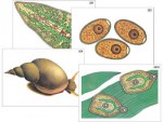 Модель-аппликация "Циклы развития печеночного сосальщика и бычьего цепня" (ламинированная) - fgospostavki.ru - Екатеринбург