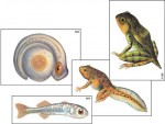 Модель-аппликация "Развитие костной рыбы и лягушки" (ламинированная) - fgospostavki.ru - Екатеринбург