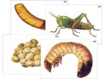 Модель-аппликация "Развитие насекомых с полным и неполным превращением" (ламинированная) - fgospostavki.ru - Екатеринбург