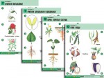 Комплект таблиц по биологии демонстрационные "Ботаника 2" (18 таблиц, формат А1, ламинированные) - fgospostavki.ru - Екатеринбург