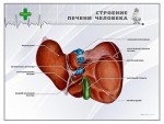 Стенд "Строение печени человека" - fgospostavki.ru - Екатеринбург