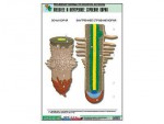 Рельефная таблица "Внешнее и внутреннее строение корня" (формат А1, матовое ламинирование) - fgospostavki.ru - Екатеринбург