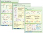 Комплект таблиц по алгебре "Алгебра. Функции и графики" раздаточные (цветные, ламинированные, А4, 6 штук) - fgospostavki.ru - Екатеринбург