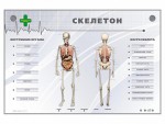 Электрифицированный стенд-тренажер "Скелетон" - fgospostavki.ru - Екатеринбург