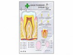 Электрифицированный стенд "Анатомия зуба" - fgospostavki.ru - Екатеринбург