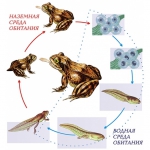 Модель-аппликация Цикл развития лягушки - fgospostavki.ru - Екатеринбург