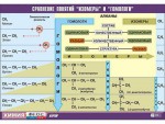 Таблица демонстрационная "Сравнение понятий изомер и гомолог" (винил 70x100) - «ФГОС Поставки»