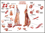 Таблица "Правила разделки мясных туш. Баранина и ягнятина" (100х140 сантиметров, винил) - fgospostavki.ru - Екатеринбург