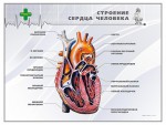 Стенд "Строение сердца человека" - fgospostavki.ru - Екатеринбург