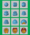 Модель-аппликация "Размножение и развитие хордовых" (набор из 12 карт) - «ФГОС Поставки»