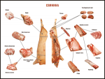 Таблица "Правила разделки мясных туш. Свинина" (100х140 сантиметров. винил) - fgospostavki.ru - Екатеринбург