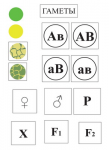 Модель-аппликация Дигибридное скрещивание и его цитологические основы - fgospostavki.ru - Екатеринбург