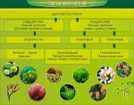 Стенд "Систематика растений" - «ФГОС Поставки»
