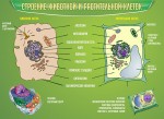 Стенд "Строение животной и растительной клеток" - «ФГОС Поставки»