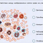 Интерактивные курсы. Биология 11 класс. Расширенный. - fgospostavki.ru - Екатеринбург