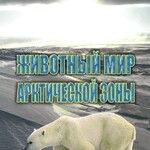 DVD "Животный мир Арктической зоны" - fgospostavki.ru - Екатеринбург