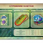 Электрифицированный стенд "Строение клетки" с маркерными полями - fgospostavki.ru - Екатеринбург