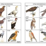 Комплект таблиц по зоологии раздаточных "Разнообразие животных. Птицы." (цветные, ламинированные, А4, 16 штук) - fgospostavki.ru - Екатеринбург