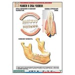 Рельефная таблица "Челюсти и зубы человека" (формат А1, матовое ламинирование) - fgospostavki.ru - Екатеринбург
