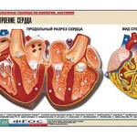 Рельефная таблица "Строение сердца" (формат А1, матовое ламинирование) - fgospostavki.ru - Екатеринбург