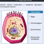 Интерактивные курсы. Биология 8 класс. Базовый - fgospostavki.ru - Екатеринбург