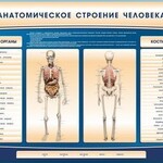 Электрифицированный стенд-тренажер c макетом скелета "Анатомическое строение человека" - fgospostavki.ru - Екатеринбург