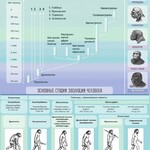 Стенд "Эволюция человека" Вариант 1 - fgospostavki.ru - Екатеринбург