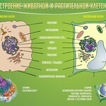 Стенд "Строение животной и растительной клеток" - fgospostavki.ru - Екатеринбург